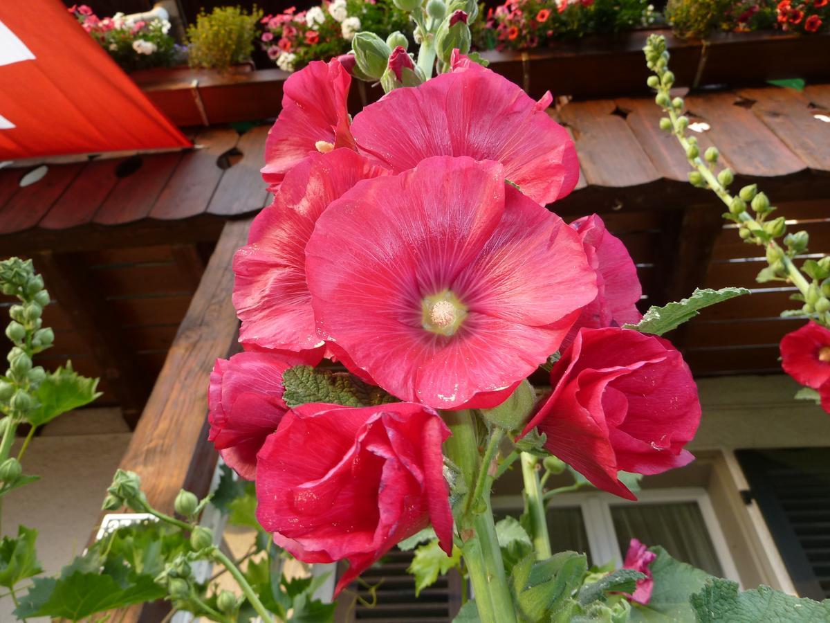 Hotel Restaurant Sunnmatt Aeschi Bei Spiez 外观 照片