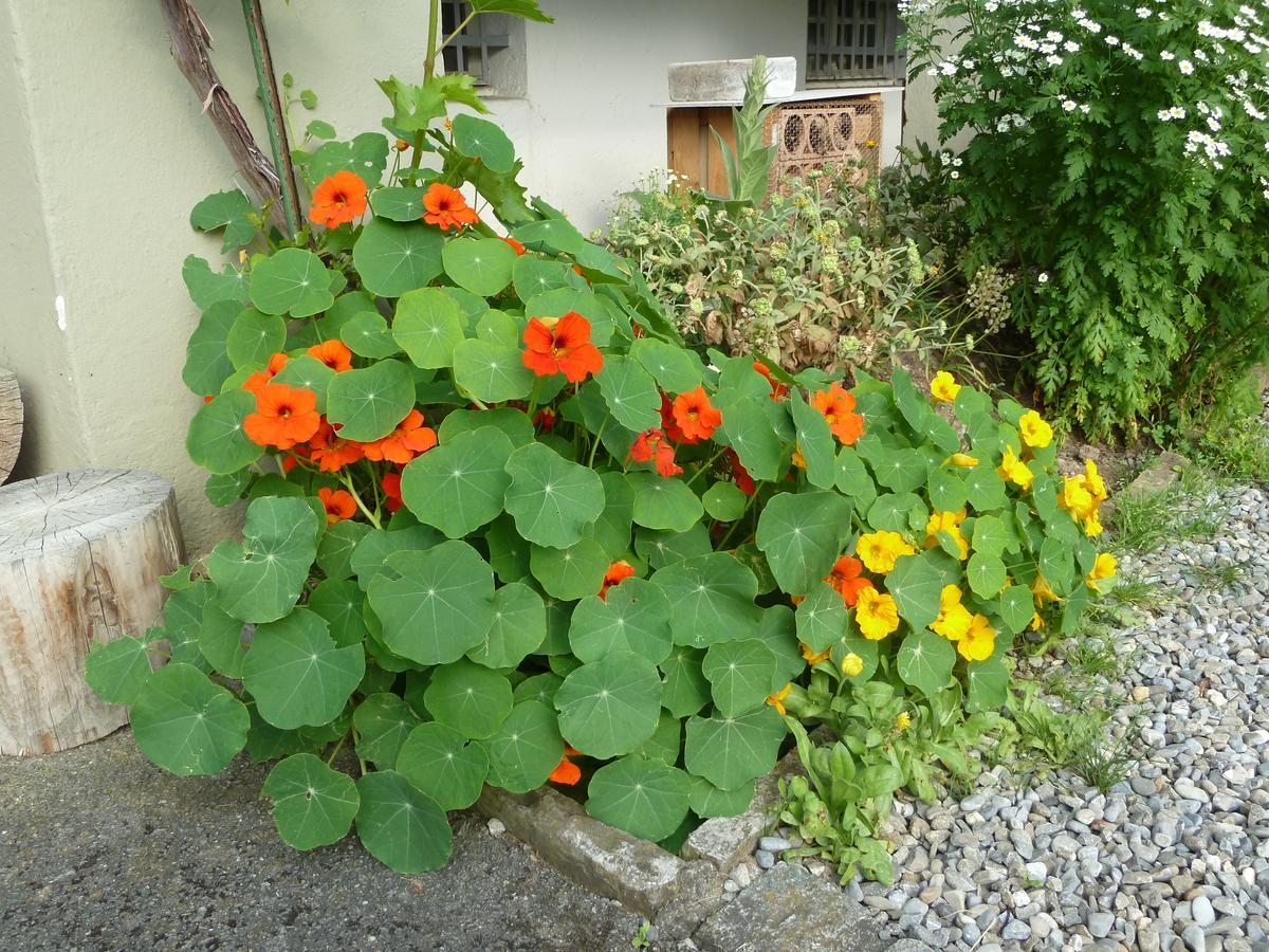 Hotel Restaurant Sunnmatt Aeschi Bei Spiez 外观 照片